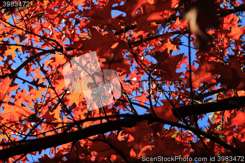 Image of autumn leaves background