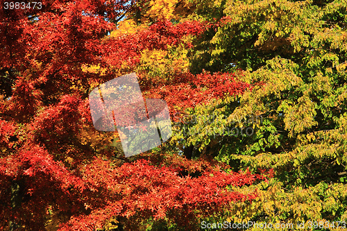 Image of autumn leaves background