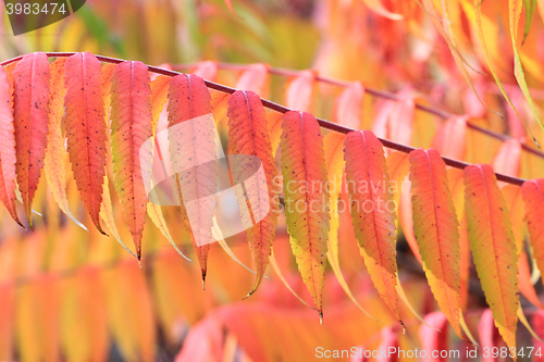 Image of autumn leaves background