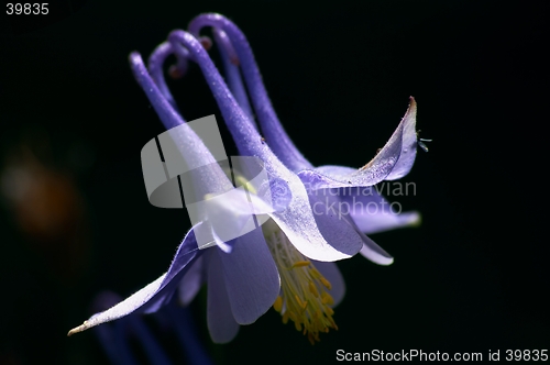 Image of Aquilegia