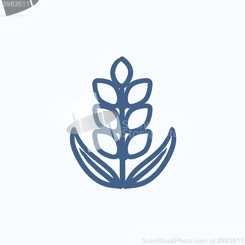Image of Wheat sketch icon.
