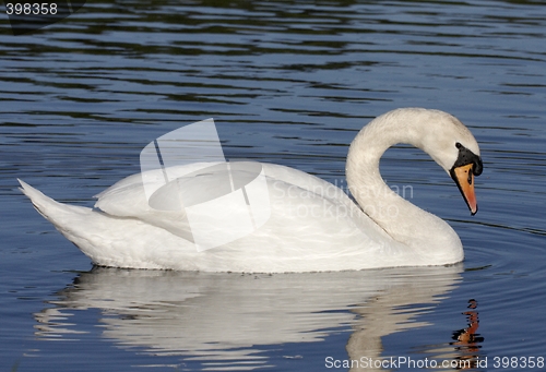 Image of Swan