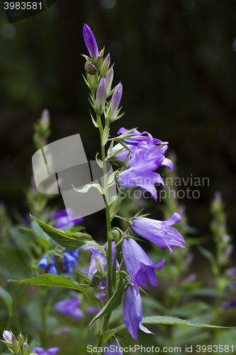Image of blue bells