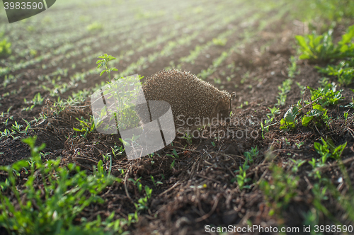 Image of hedgehog at the field