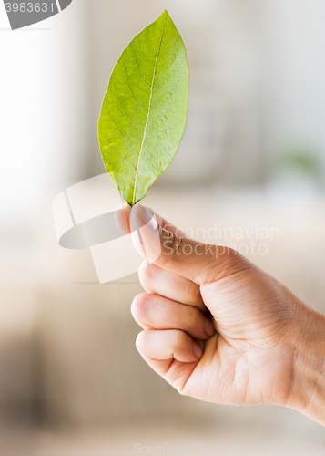 Image of close up of woman hand holding green leaf