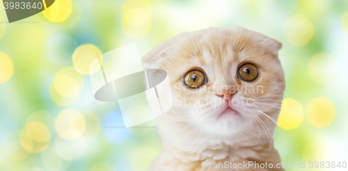 Image of close up of scottish fold kitten over green lights