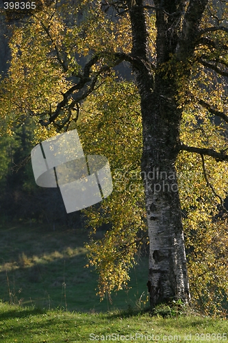 Image of Birch in autumn