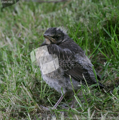 Image of Young bird