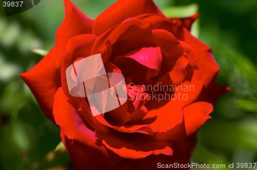 Image of Red Rose