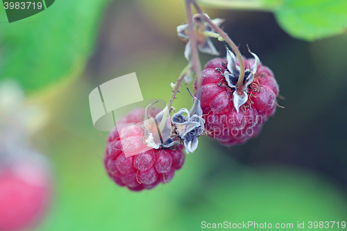 Image of Wild Raspberry Close Up