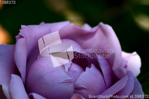 Image of Lavender Morning