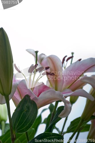 Image of pink lily flower bouquet