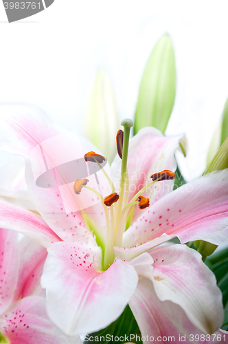 Image of pink lily flower bouquet