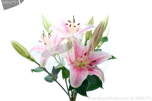 Image of pink lily flower bouquet