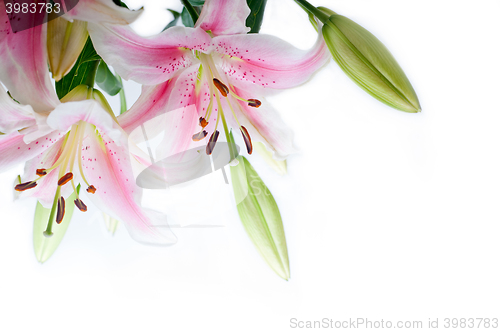 Image of lily flowers corner frame