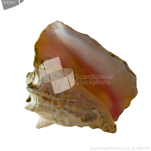 Image of Conch Shell