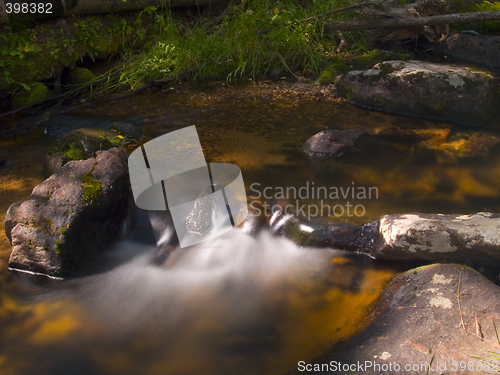 Image of Dark Forest Water