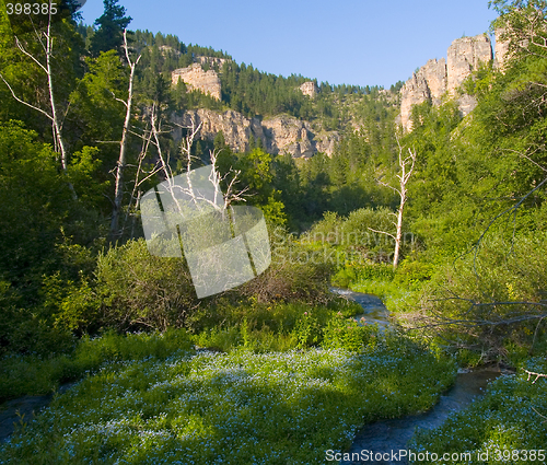 Image of Flowers on Canyon Floor
