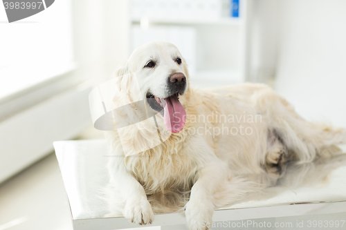 Image of close up of golden retriever dog at vet clinic