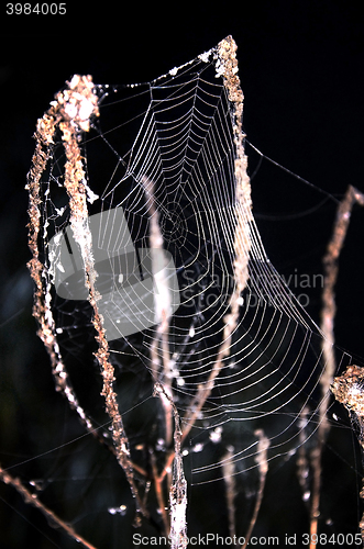 Image of Cobweb on the grass close-up on a black background at night