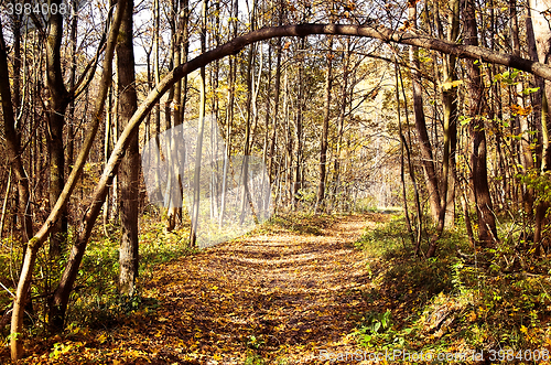 Image of Sunny autumn landscape with beams, wood and footpath