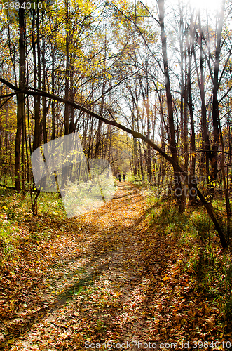 Image of Sunny autumn landscape with beams, wood and footpath