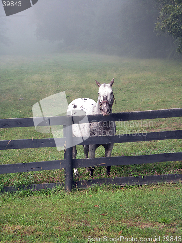 Image of stallion against fence