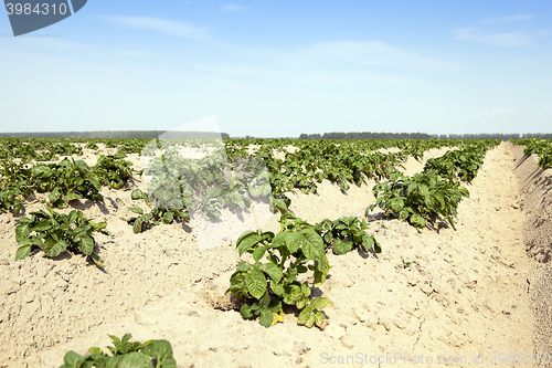 Image of Agriculture, potato field