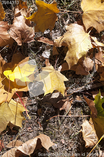 Image of autumn in the park
