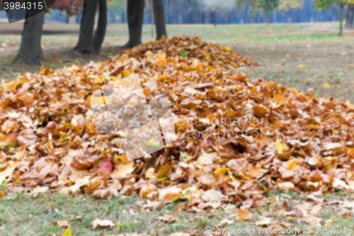 Image of autumn in the park