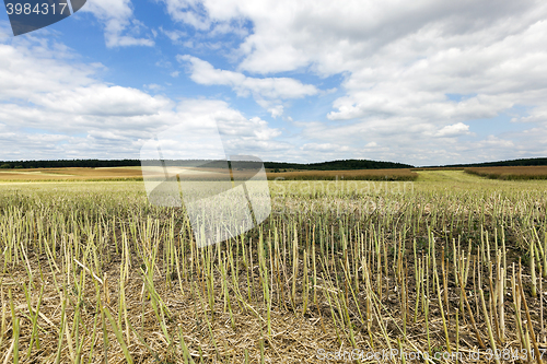 Image of collection rapeseed crop
