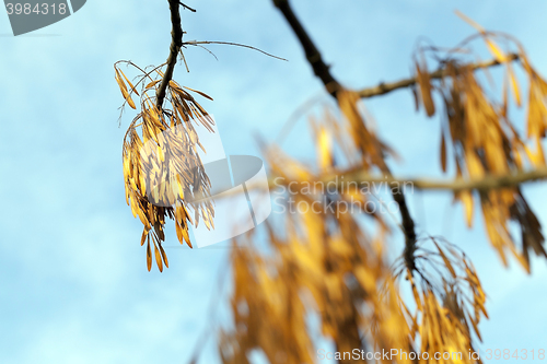 Image of maple seeds fall