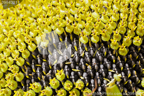 Image of part ripe sunflower with seeds