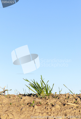 Image of young grass plants, close-up
