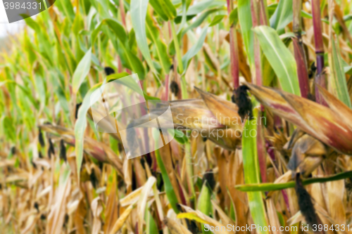 Image of ripe corn, autumn