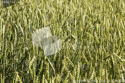 Image of unripe ears of wheat