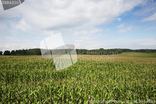 Image of Corn field, summer