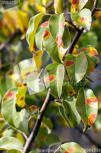 Image of pear foliage in autumn