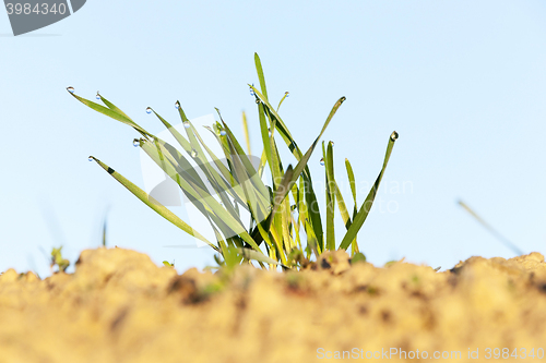 Image of young grass plants, close-up