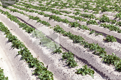 Image of Potatoes in the field