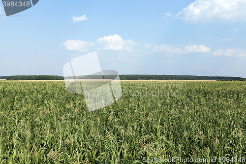 Image of Corn field, summer