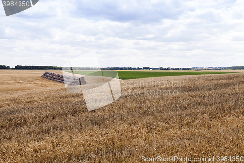 Image of gathering the wheat harvest