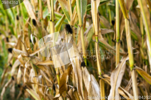 Image of field with mature corn