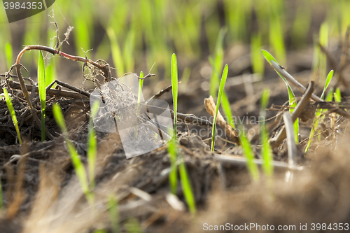 Image of young grass plants, close-up