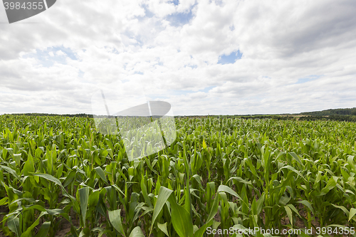 Image of Field with corn