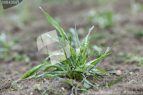 Image of young grass plants, close-up