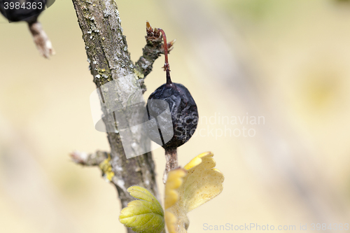 Image of dried berries harvest