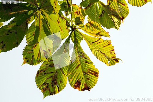 Image of yellowing leaves of chestnut