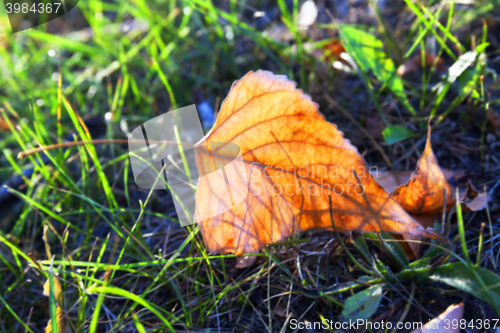 Image of autumn in the park
