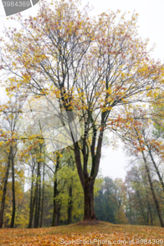 Image of autumn in the park